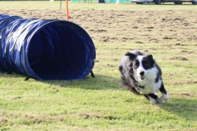 Drum Boarding Kennel