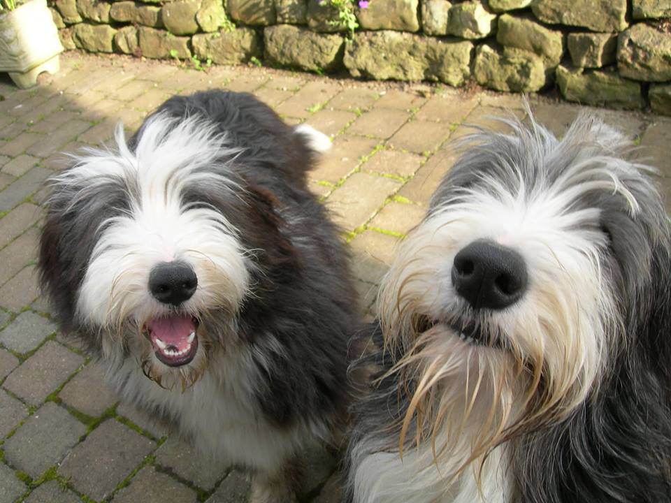 Coastal Boarding Kennel