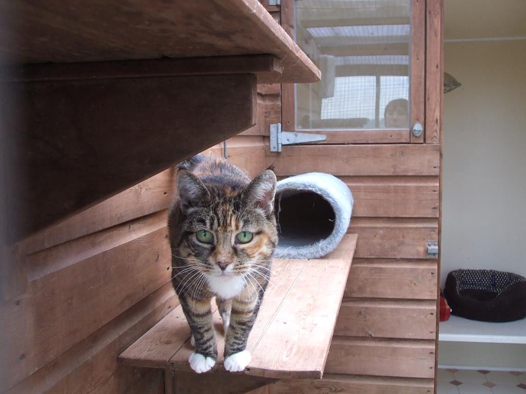 Larchwood Boarding Kennel