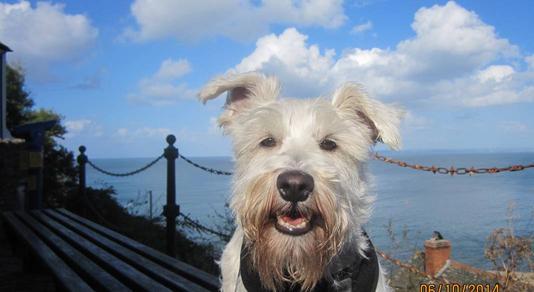 Tommy Doggy Heaven Boarding Kennel