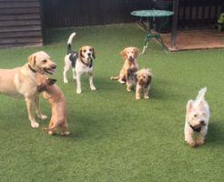 Shelton Dogs Boarding Kennel