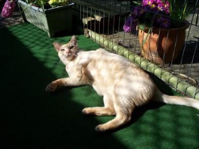 Whiskers Boarding Kennel