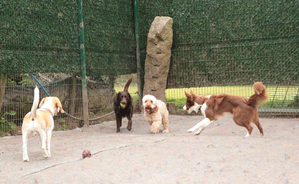 Doggy Dare Care Cornwall Boarding Kennel