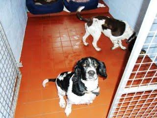 K9 Boarding Kennel