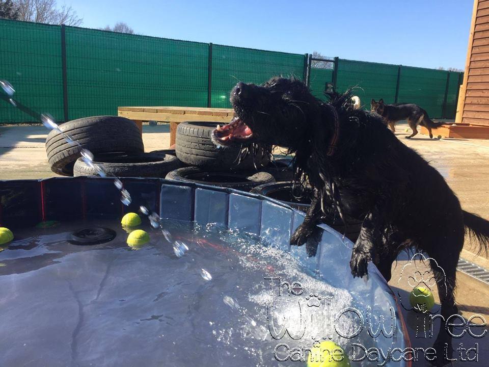 The Willow Tree Canine Daycare Boarding Kennel