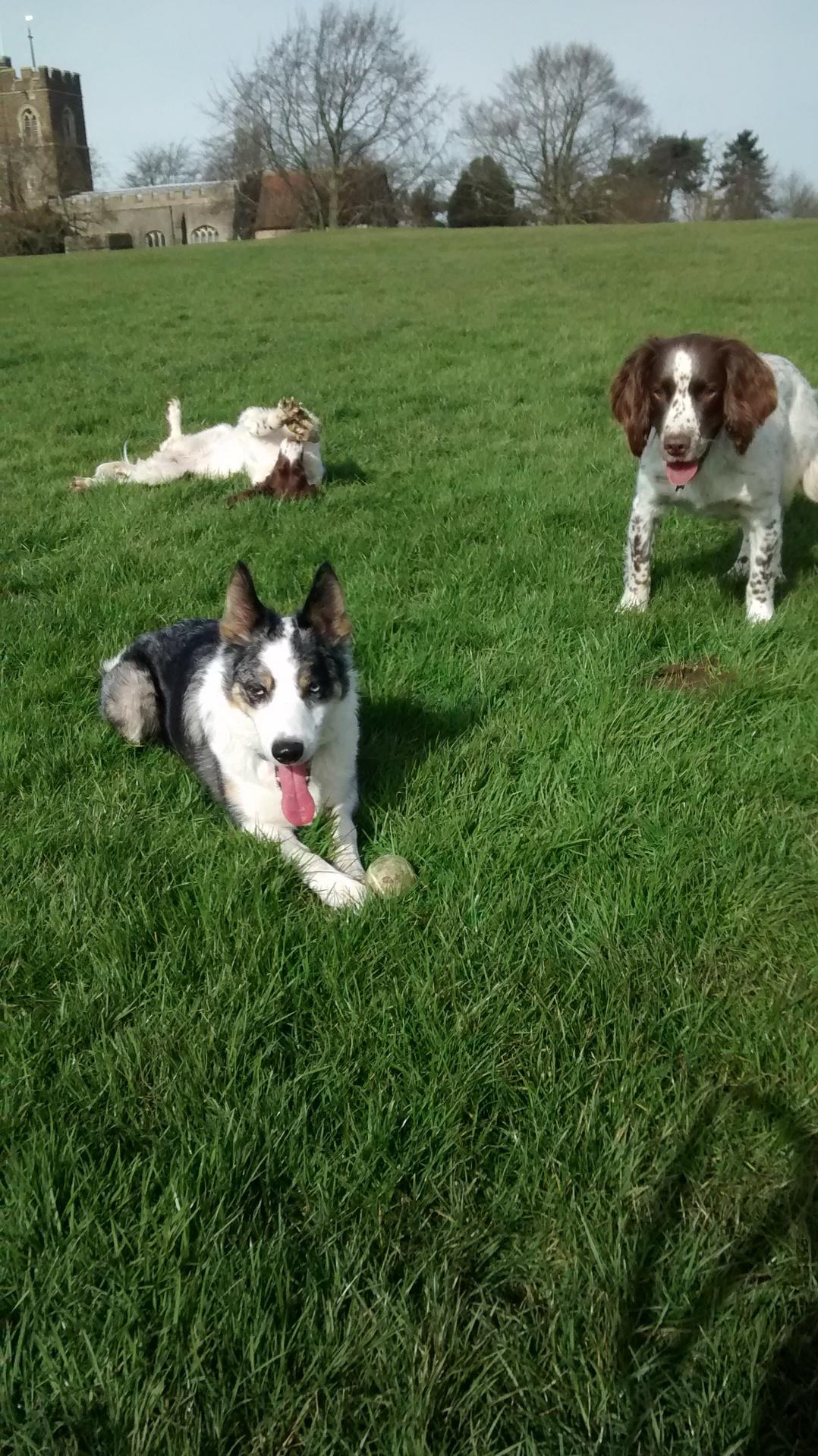 Photo of Harlington Hounds