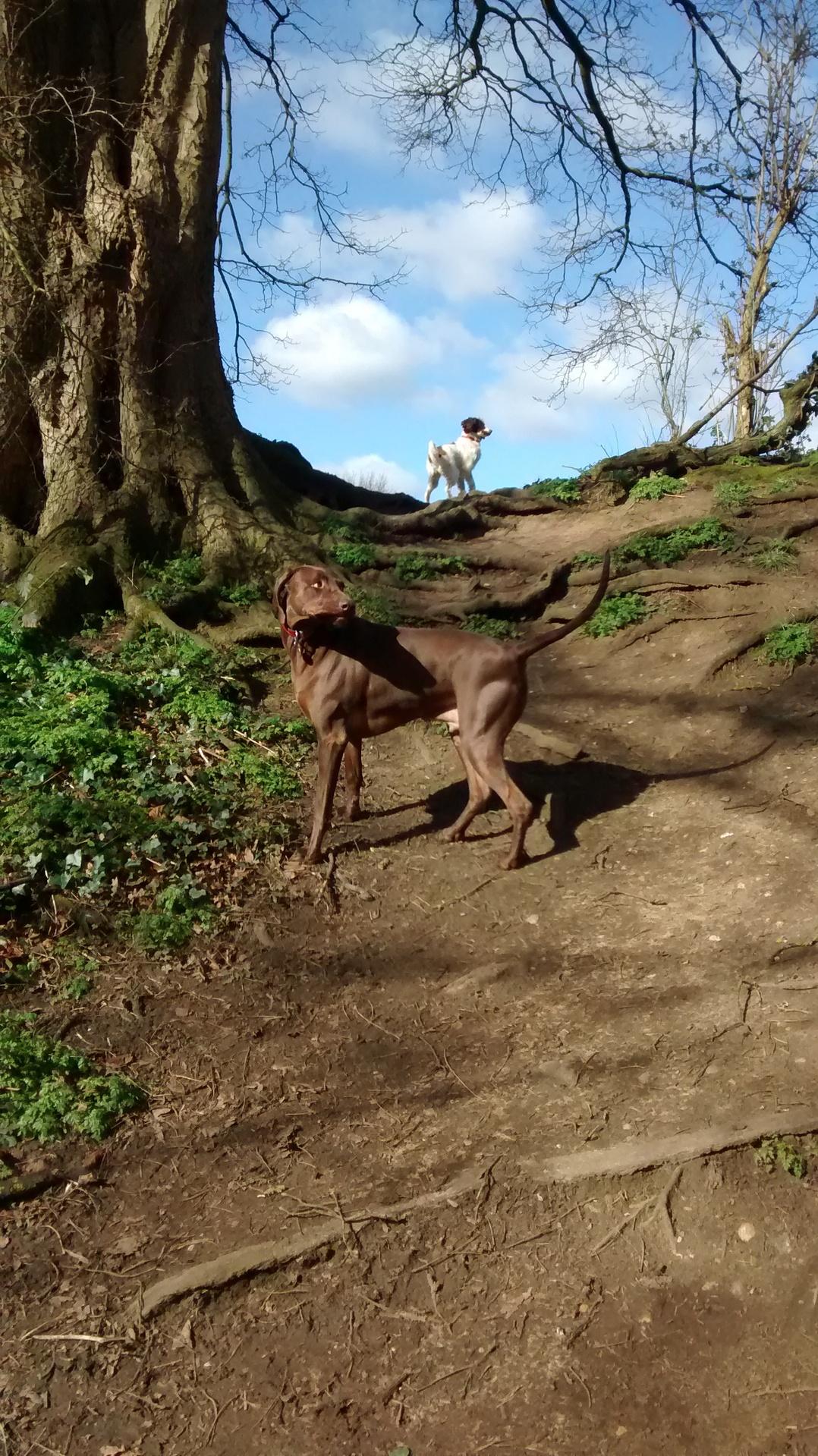 Photo of Harlington Hounds