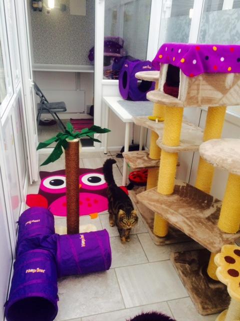 Anastasias Cat Hotel