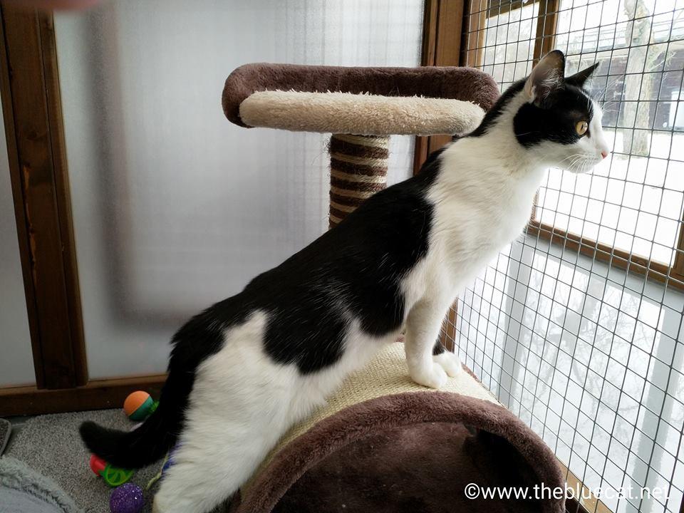 The Bluecat Ltd Boarding Kennel