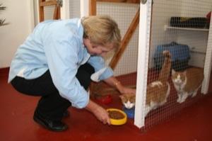Biggleswade Cat Lodge Boarding Kennel