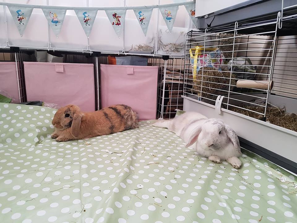 Rosies Retreat for Furry Feet Boarding Kennel
