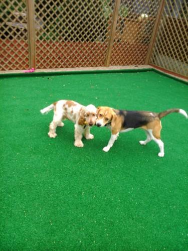 Pet Sitting Bedford Boarding Kennel