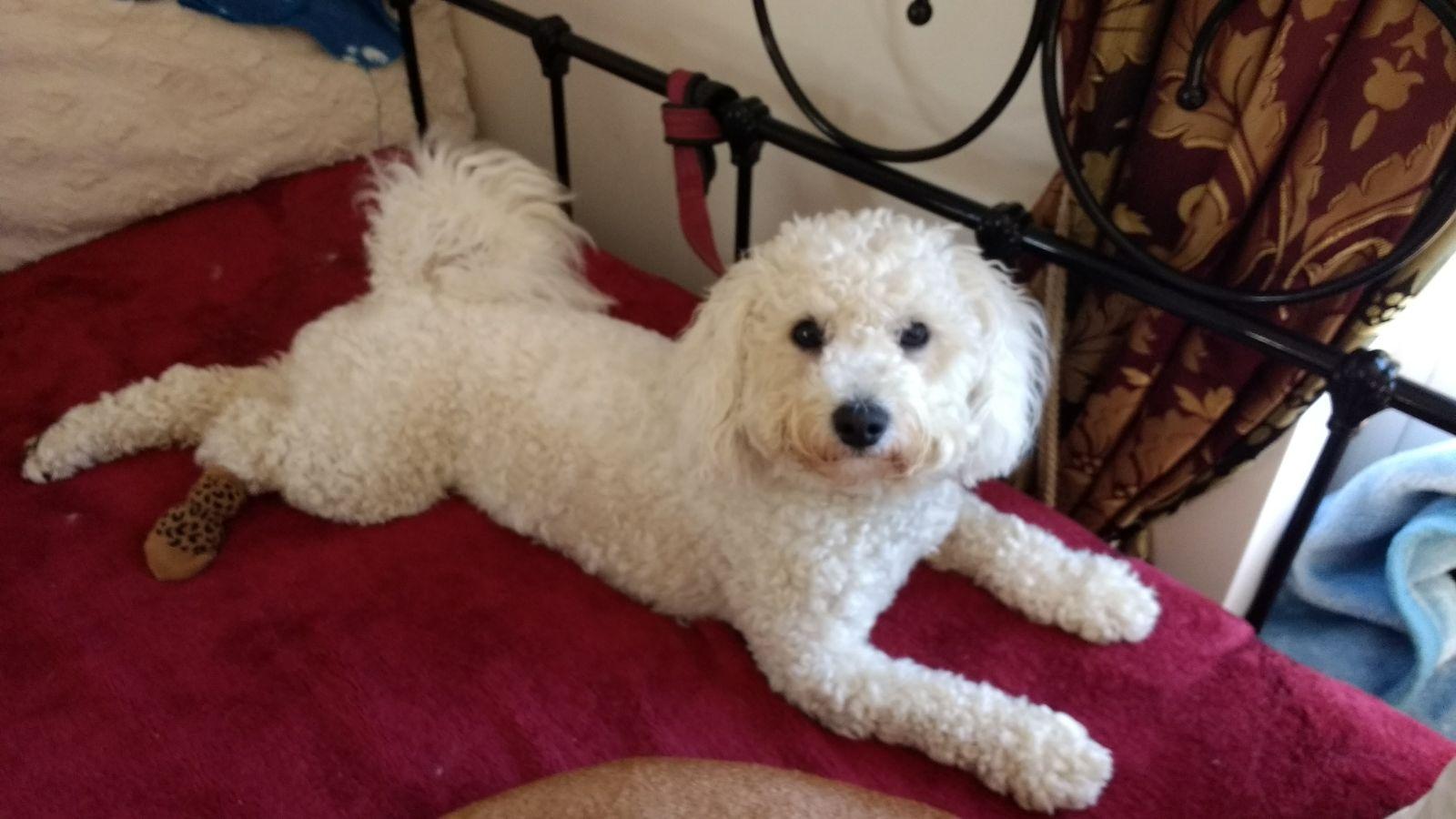 Pegasus Dog Psychology and Dog Training Boarding Kennel