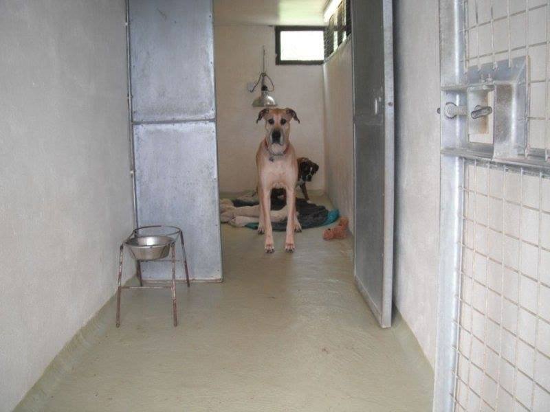 Greenacres Boarding Kennel