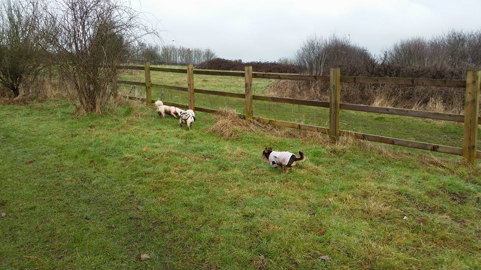 Little Wags of Warfield Boarding Kennel
