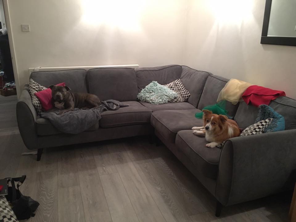 Oscars Pals Pet Services Boarding Kennel