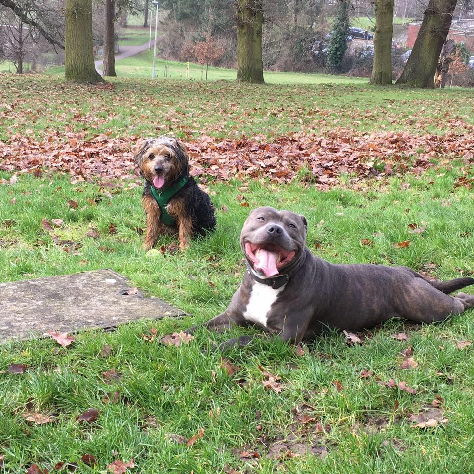 Photo of Oscars Pals Pet Services