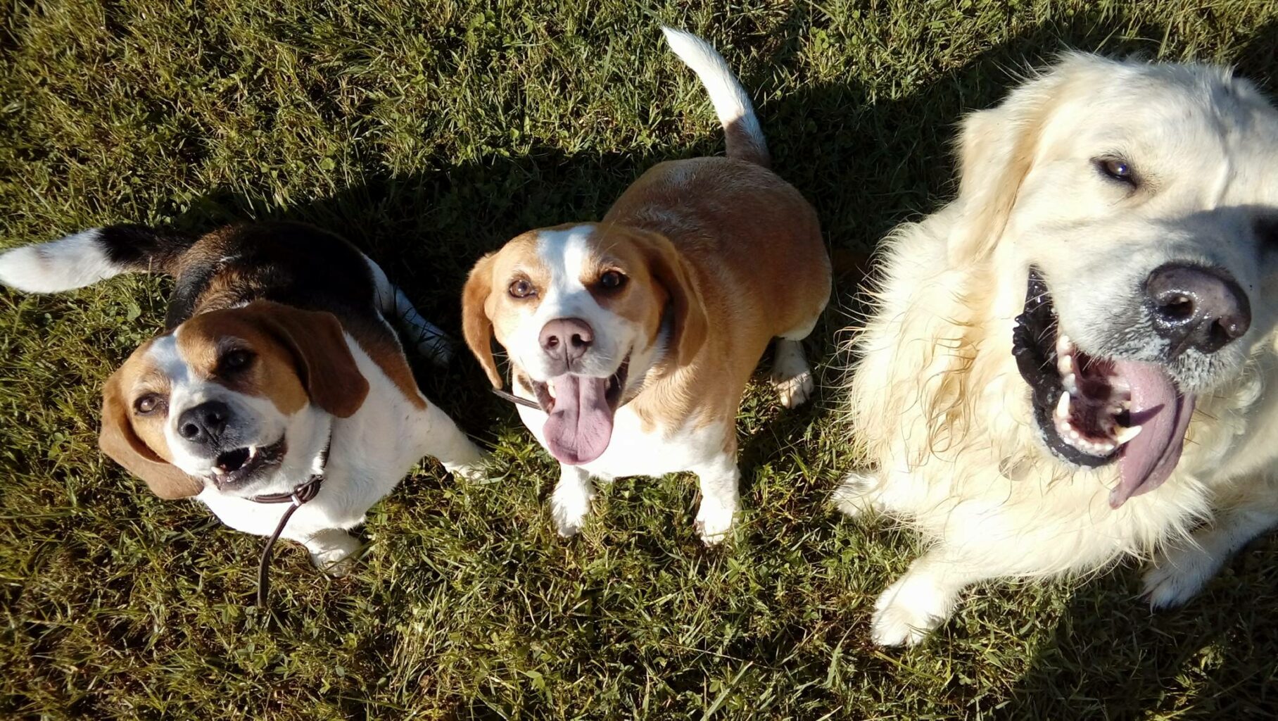 Residencia canina Ars animalis