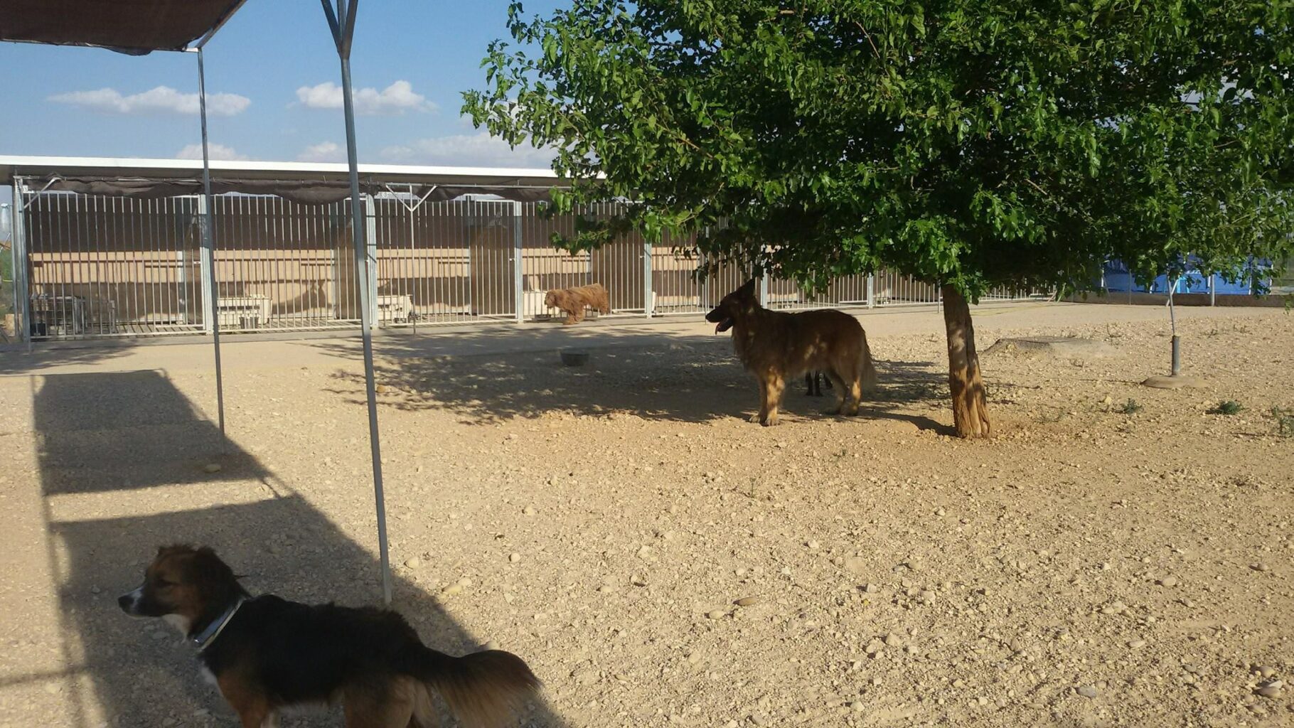 Residencia canina Can ya
