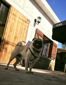 Hotel para perros Constenidos Guardería Canina