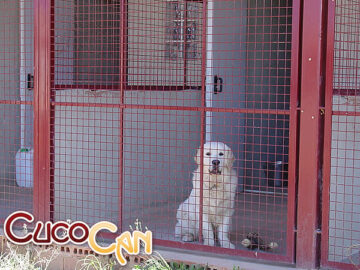 Residencia canina Cuco can