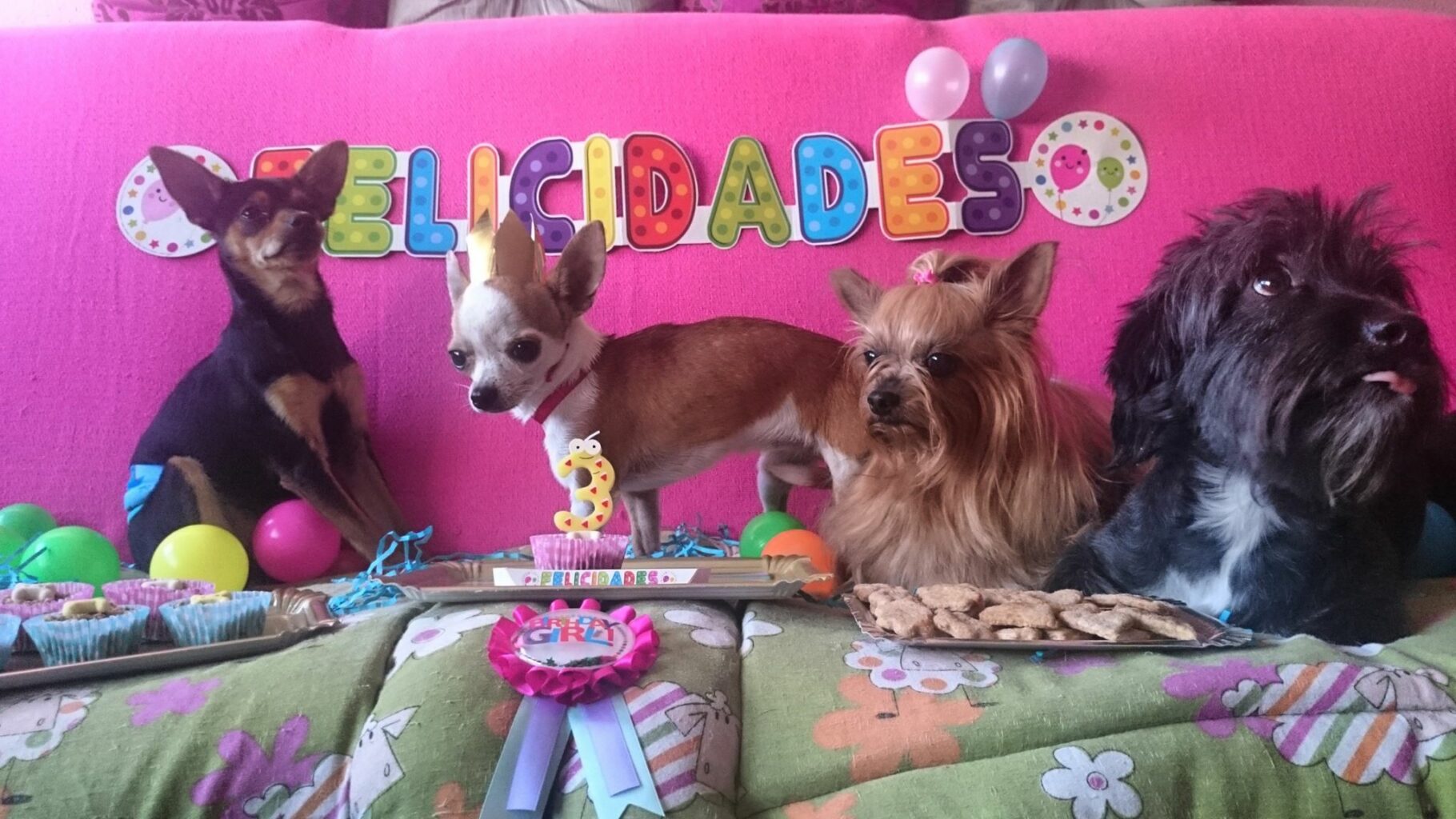 Residencia canina Eli's puppy hotel