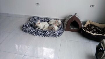 Hotel para perros y gatos Grupo Felino-Canino