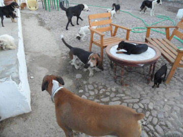 Residencia canina y felina Guagui
