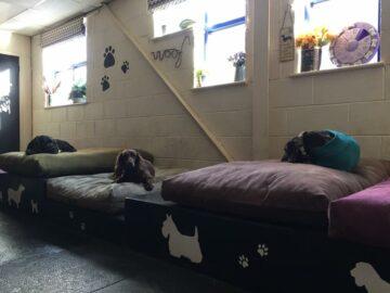 Home for Hounds Boarding Kennel