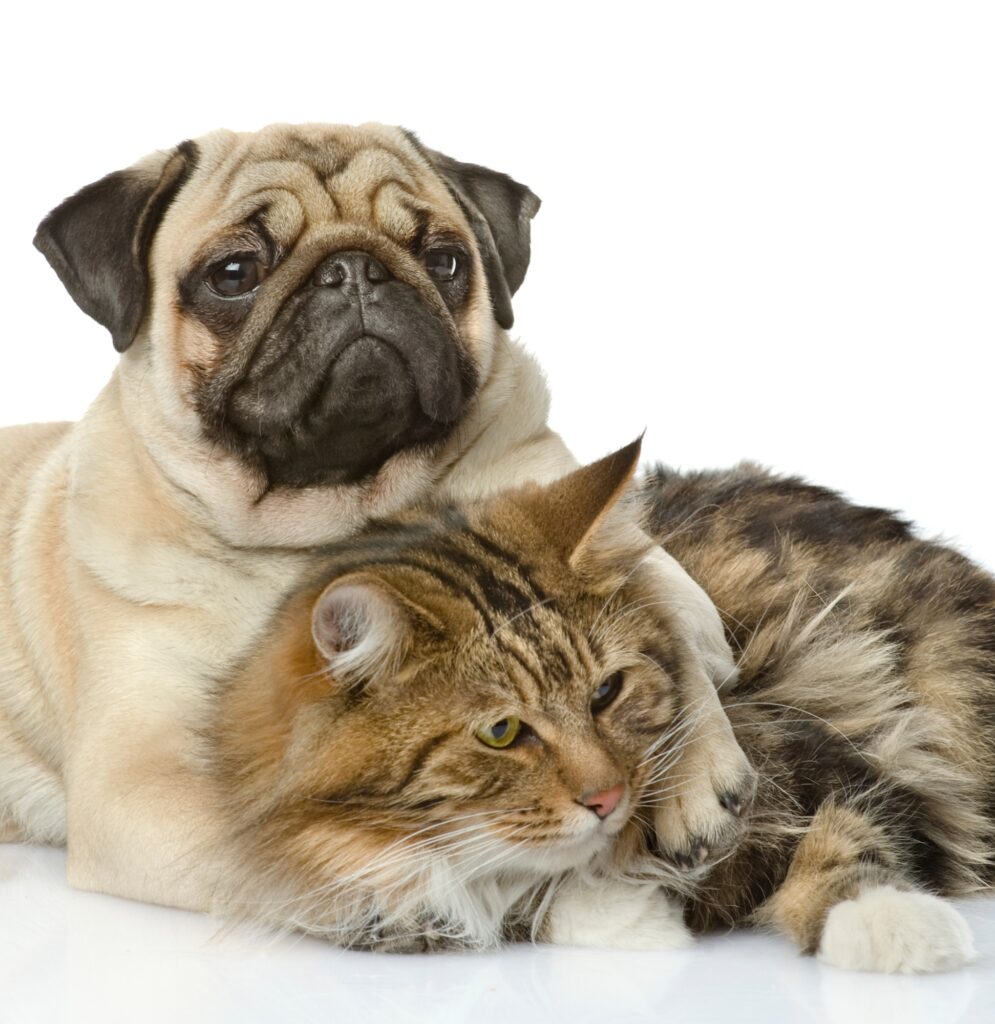 Residencia canina y felina Ibercan