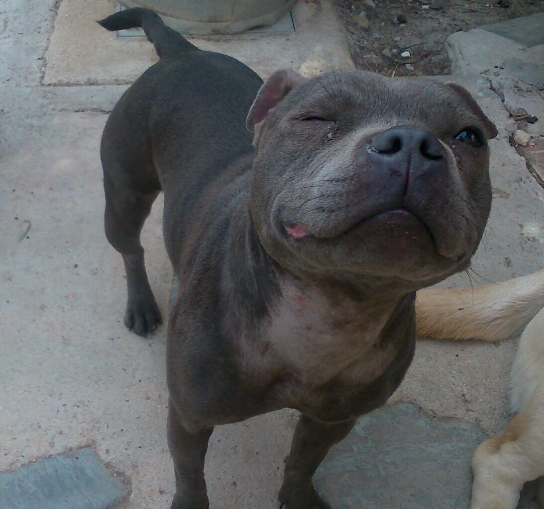 Residencia canina Jasmi