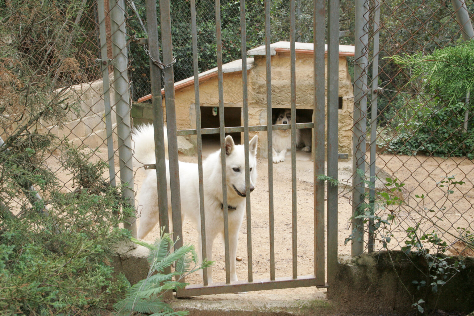 Residencia canina y felina Kynoikos