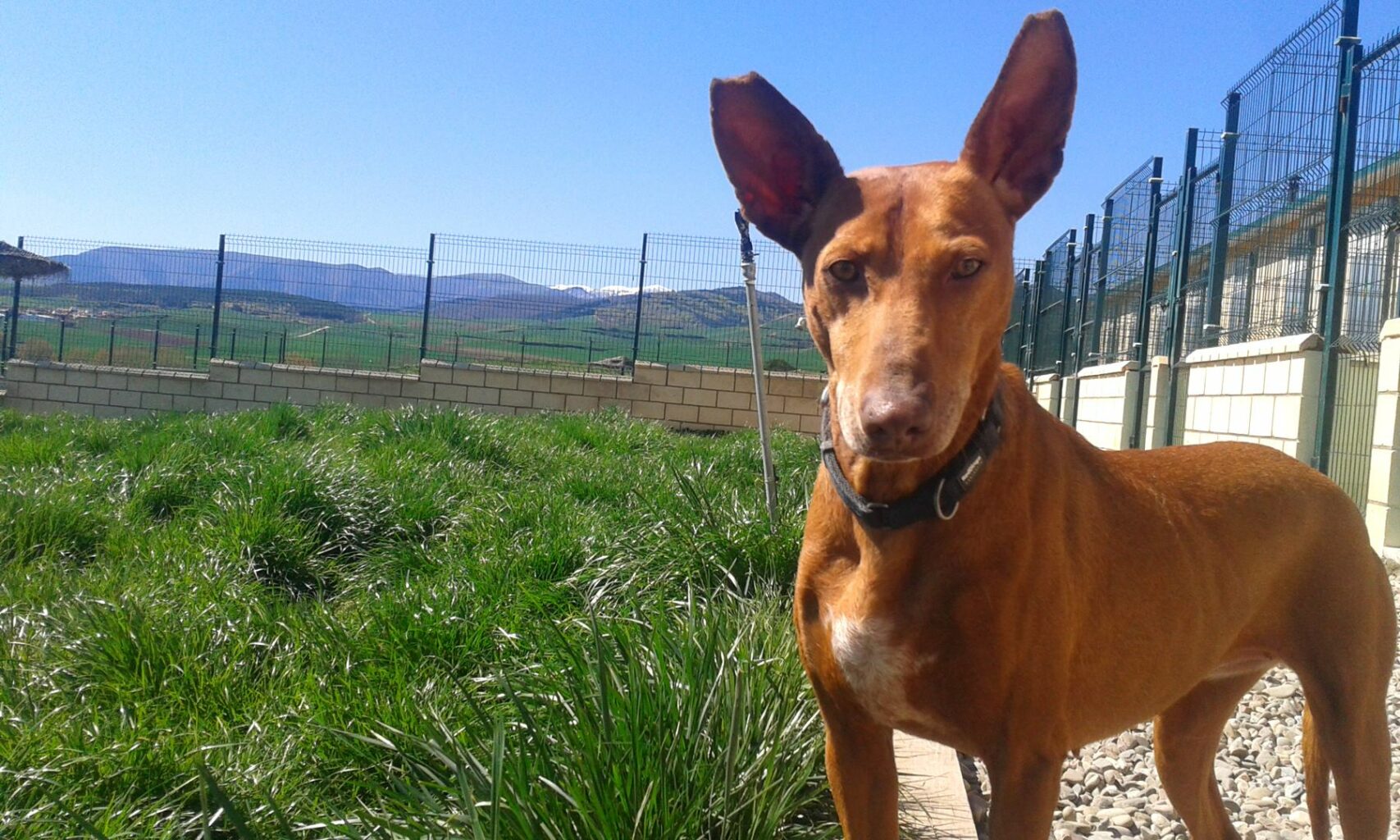 Residencia canina y felina Lola y Zar