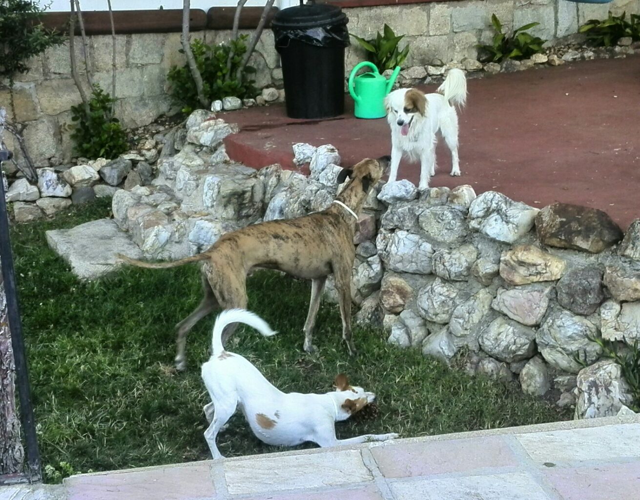 Residencia canina Mascotax