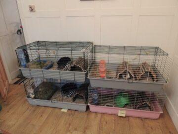 Paws and Beaks Boarding Kennel