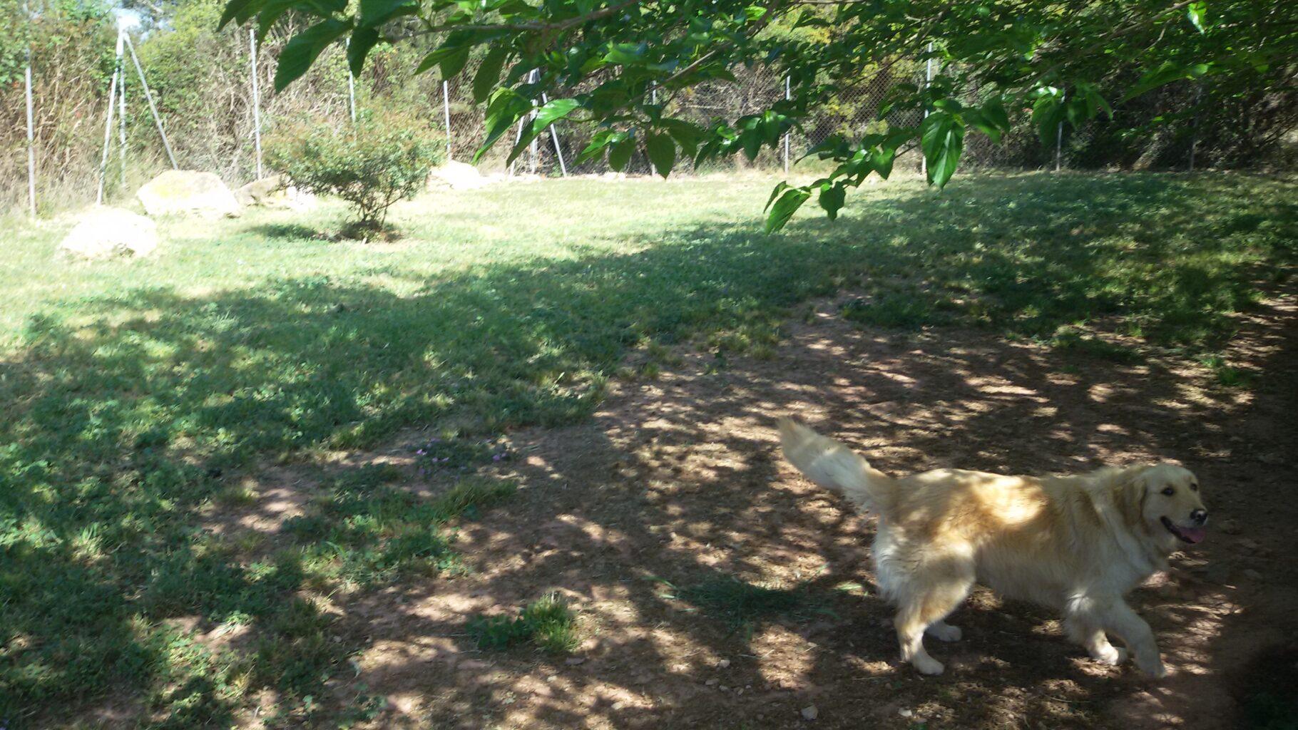 Residencia canina y felina Petjades