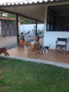 Hotel para perros Pets Resort Villavicencio