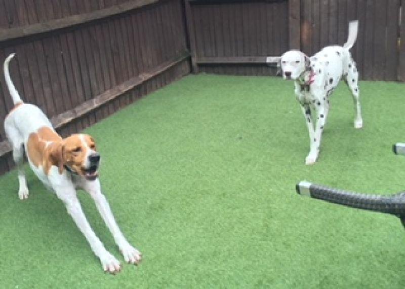 Shelton Dogs Boarding Kennel in Marston Moretaine