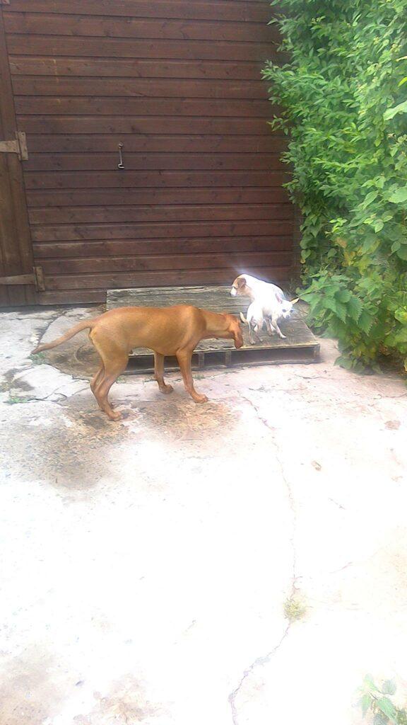 Stublach Training and Boarding Kennel
