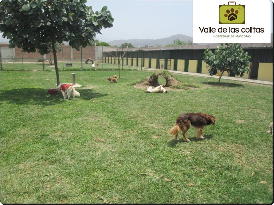 Hotel para perros Valle de las Colitas Hospedaje de mascotas