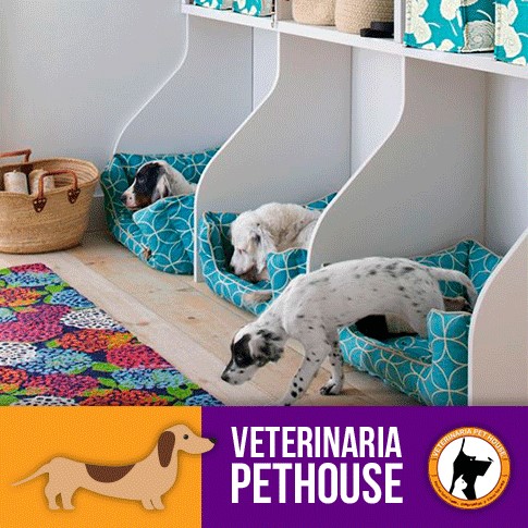 Hotel para perros Veterinaria Pet House