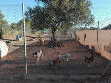 Residencia canina Villacan Zaragoza