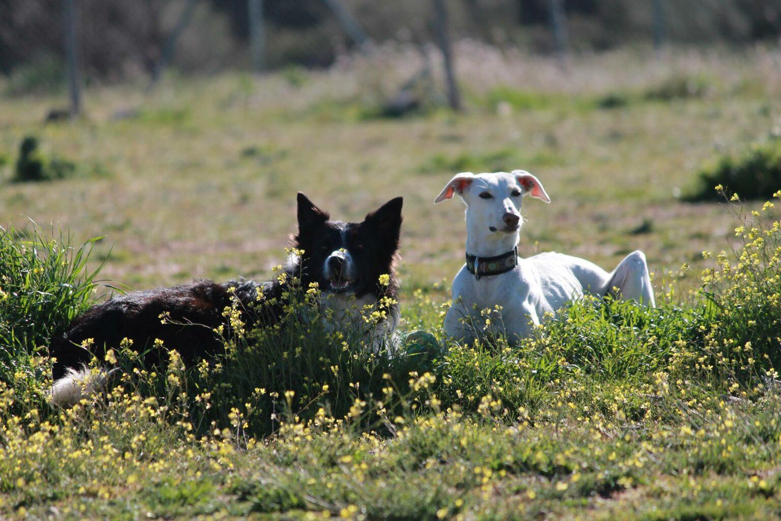 Residencia canina Voran